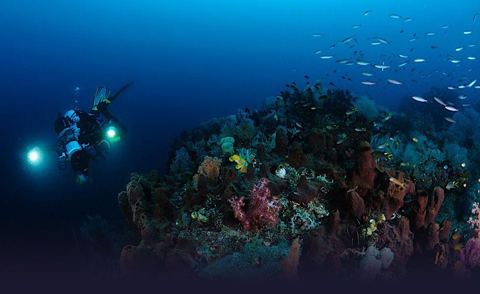 10 Tempat Diving terbaik Asia, 4 diantaranya ada di Indonesia