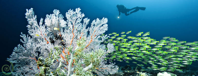 10 Tempat Diving terbaik Asia, 4 diantaranya ada di Indonesia