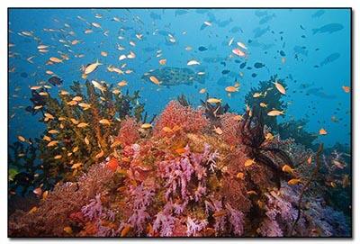 10 Tempat Diving terbaik Asia, 4 diantaranya ada di Indonesia