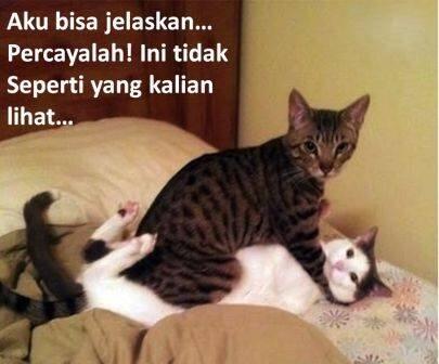 &#91;update&#93; tingkah laku kucing zaman sekarang Part II