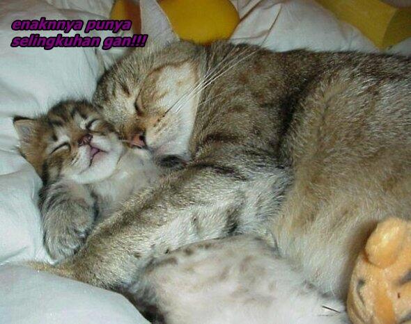 &#91;update&#93; tingkah laku kucing zaman sekarang Part II