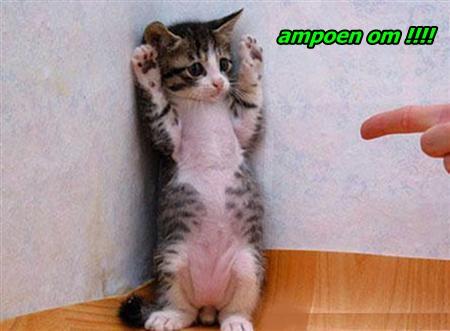 &#91;update&#93; tingkah laku kucing zaman sekarang Part II