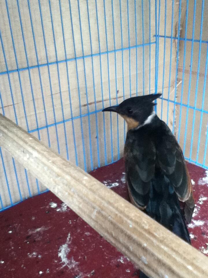 Balasan Dari Jenis Burung Apa Yah Kaskus