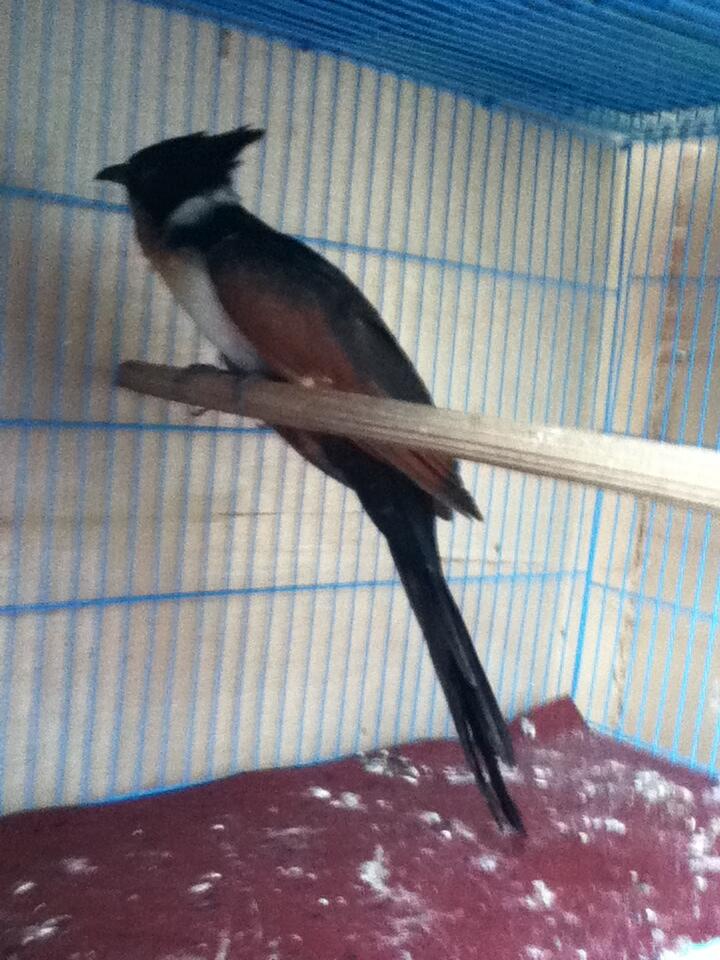 Yang Tanya Masuk Sini Semua Burung Page 144 Kaskus