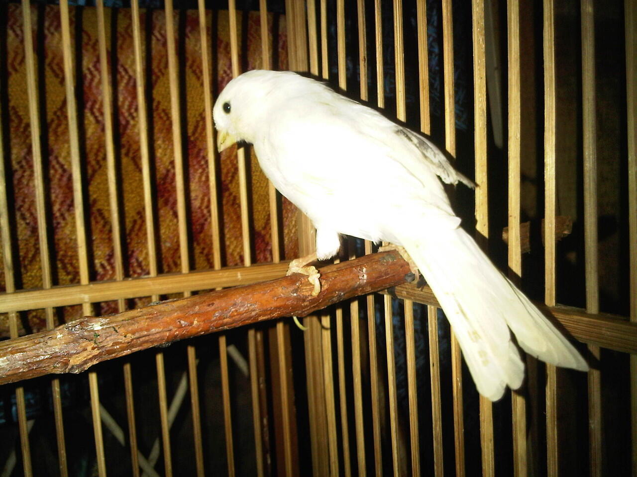 Terjual Jual Burung Kenari Putih Bandung Kaskus