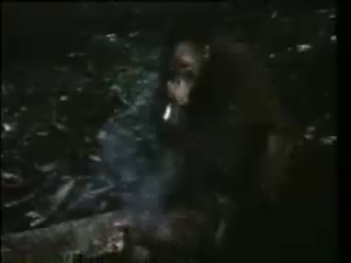 8 Memori Adegan Terlucu Film &quot;Tarzan Kota&quot;