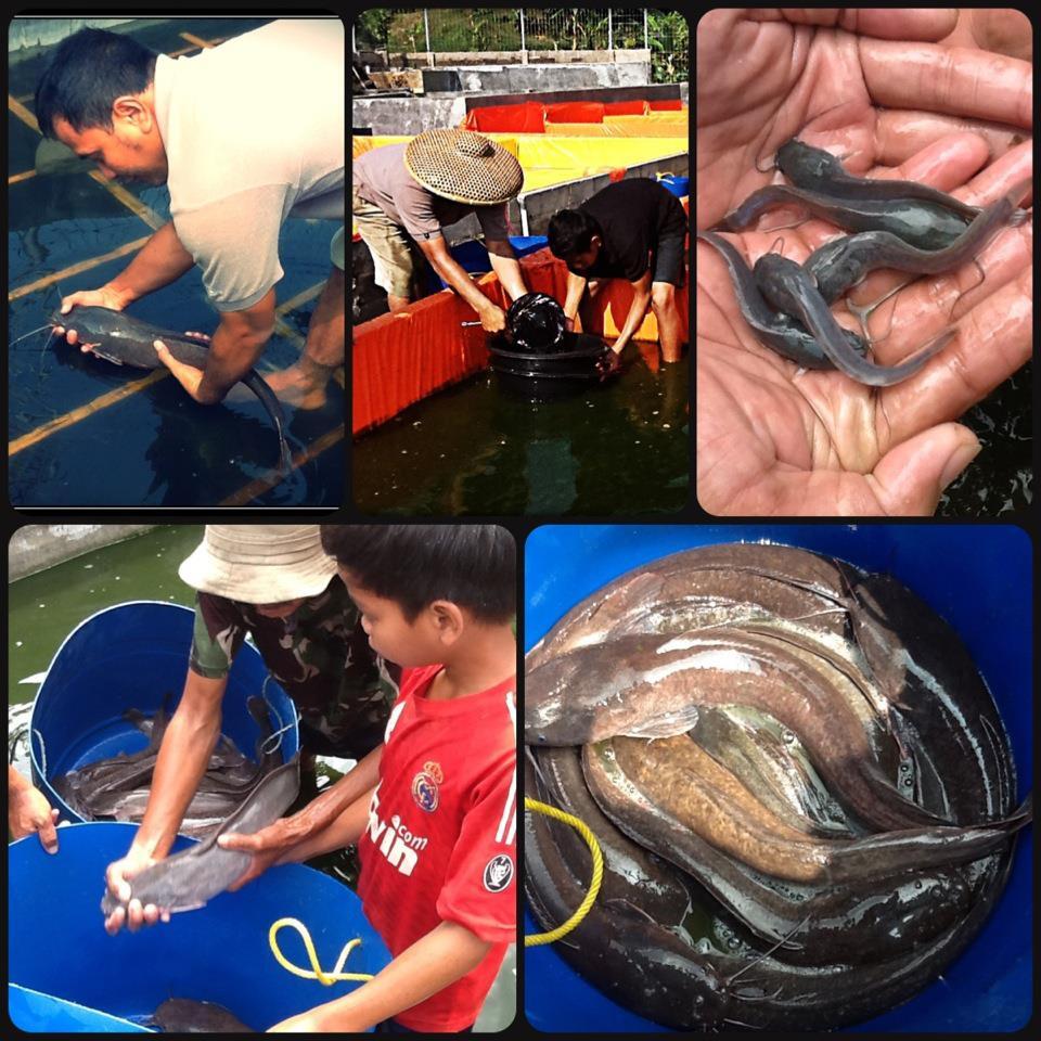 BIBIT LELE SANGKURIANG SEGALA UKURAN!! SIAP ANTAR SE-JABODETABEK