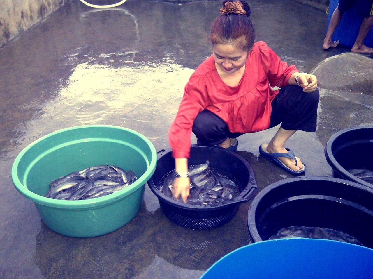 BIBIT LELE SANGKURIANG SEGALA UKURAN!! SIAP ANTAR SE-JABODETABEK