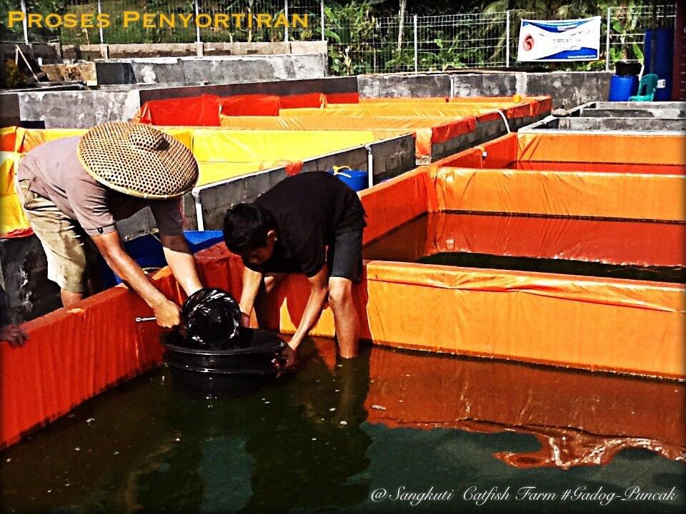BIBIT LELE SANGKURIANG SEGALA UKURAN!! SIAP ANTAR SE-JABODETABEK