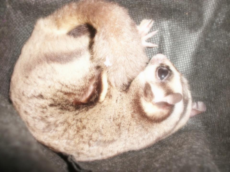 Jual Sugar Glider Bandung