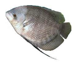 Jual bibit ikan gurame murah semua ukuran!! Harga petani!