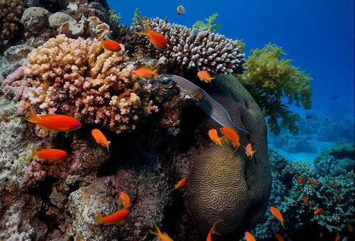 INDAHNYA KEHIDUPAN DIBAWAH LAUT !