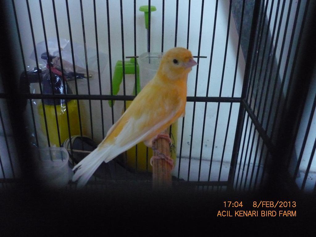 Terjual Jual Burung Kenari Surabaya Acil Kenari  KASKUS