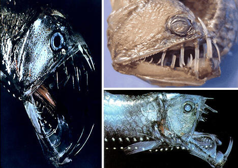 10 Ikan Terganas dan Paling Mematikan di Dunia 