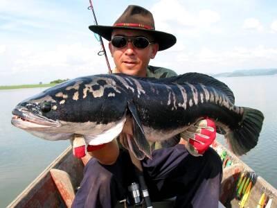 10 Ikan Terganas dan Paling Mematikan di Dunia 