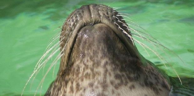 Anjing Laut Ukur Mangsa Pakai Kumis