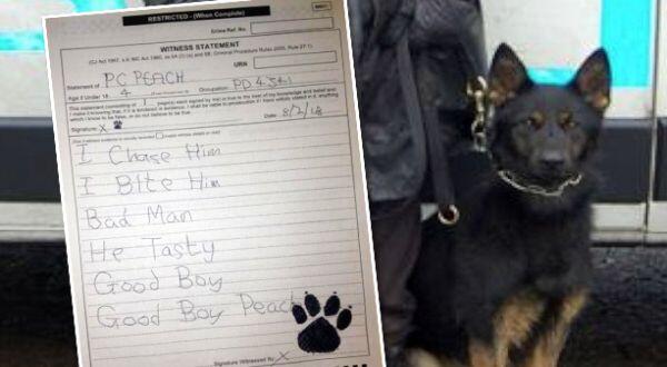 &#91;Unik&#93; Jadi Saksi, Anjing Polisi Ini Tulis Surat Peryataan :hammer