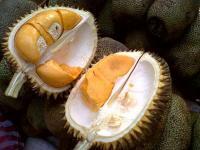 Ternyata Durian Monthong 'Thailand' Itu Asli Indonesia gan !!
