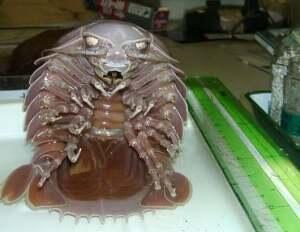 10 Hewan Invertebrata, Yang Terbesar dan Mengerikan...