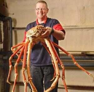 10 Hewan Invertebrata, Yang Terbesar dan Mengerikan...