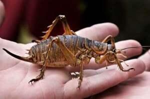 10 Hewan Invertebrata, Yang Terbesar dan Mengerikan...