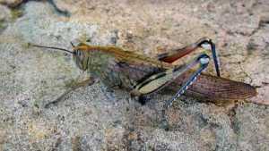 10 Hewan Invertebrata, Yang Terbesar dan Mengerikan...