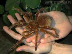10 Hewan Invertebrata, Yang Terbesar dan Mengerikan...