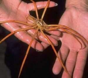 10 Hewan Invertebrata, Yang Terbesar dan Mengerikan...