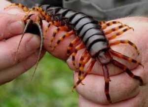 10 Hewan Invertebrata, Yang Terbesar dan Mengerikan...