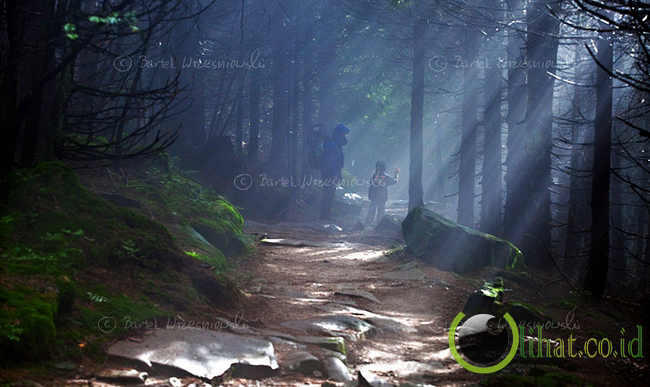 5 hutan paling angker dimuka bumi