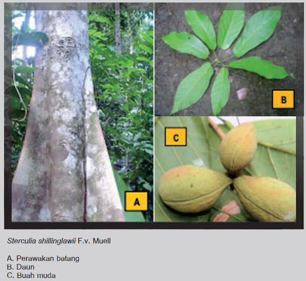 Papua Simpan Buah (Langka) Yang Eksotis dan Bermanfaat