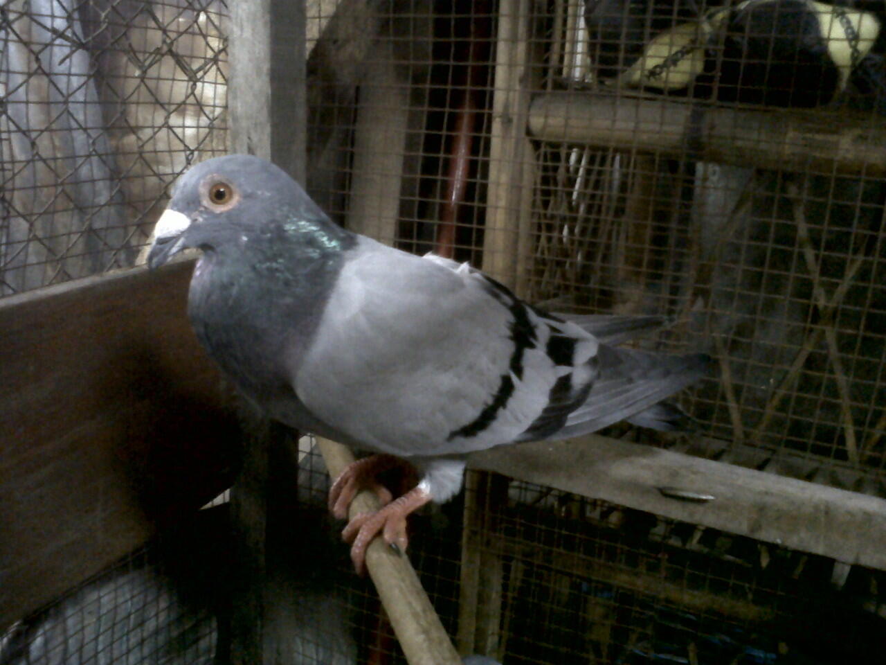 Merpati Pos Racing Pigeon Page 28 Kaskus