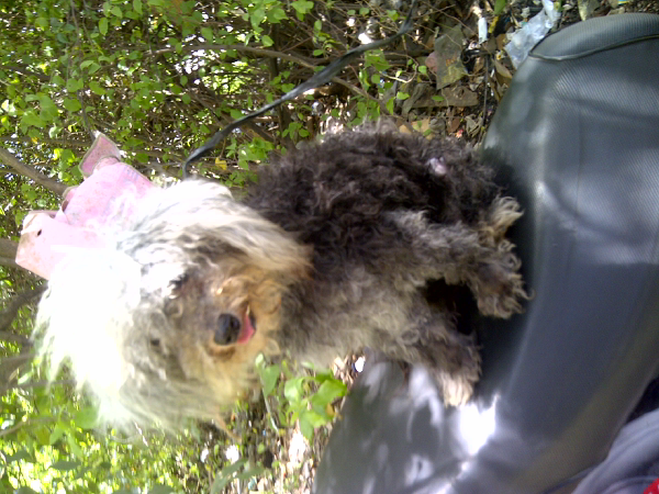 Terjual Poodle Kaskus