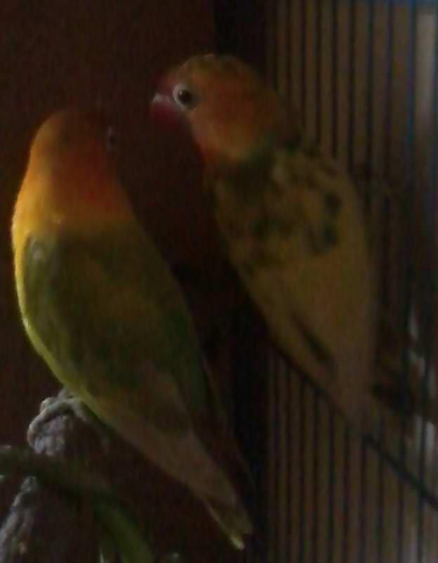 love bird blorok
