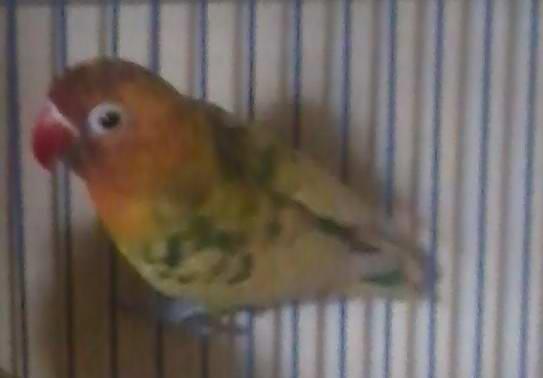 love bird blorok