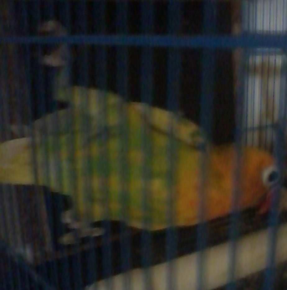 love bird blorok