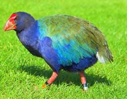 10 Burung yang Tidak Bisa Terbang 