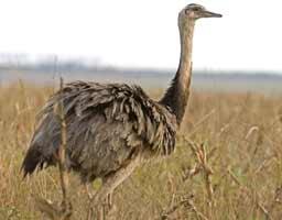 10 Burung yang Tidak Bisa Terbang 