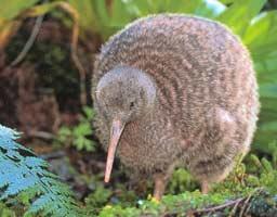 10 Burung yang Tidak Bisa Terbang 