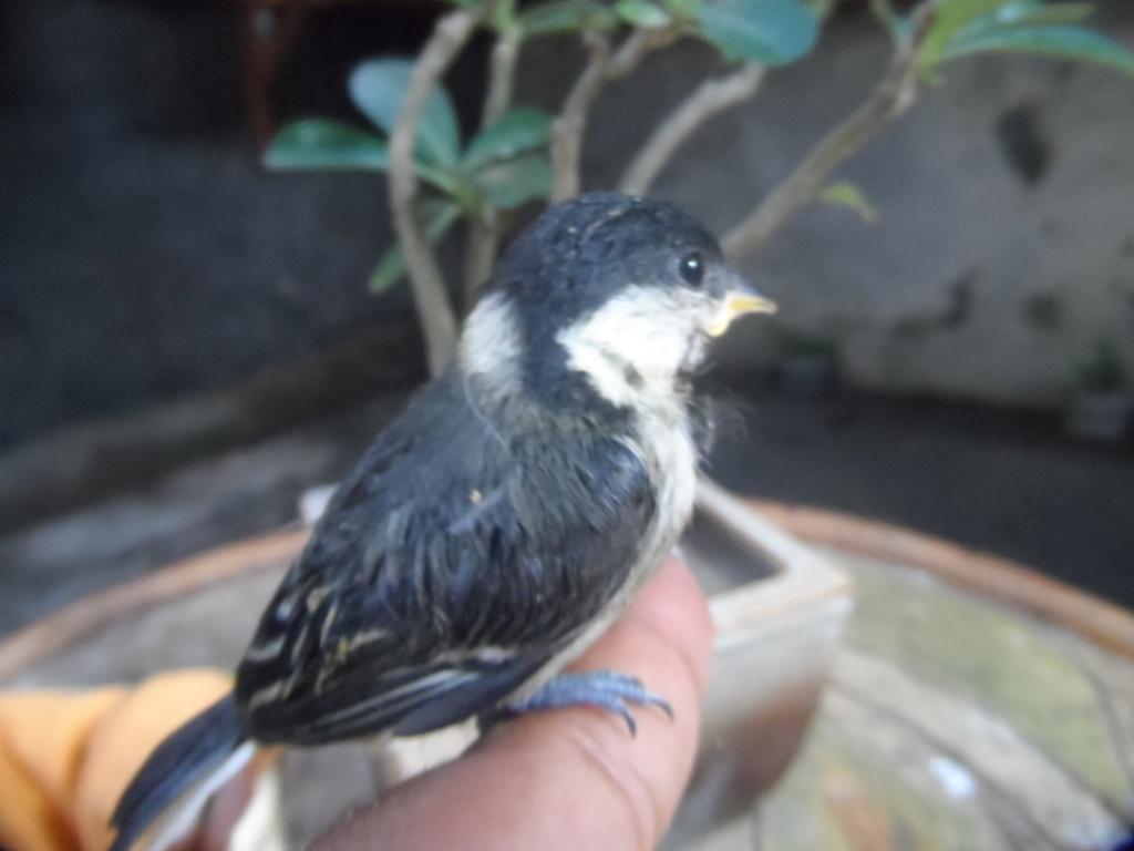 Download Gambar Burung Gelatik Pickini