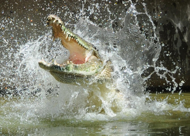 Perbedaan antara Buaya dan Alligator 