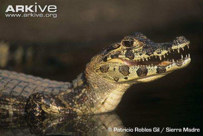 Perbedaan antara Buaya dan Alligator 