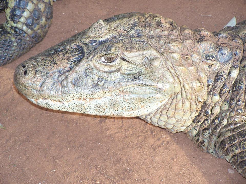 Perbedaan antara Buaya dan Alligator 