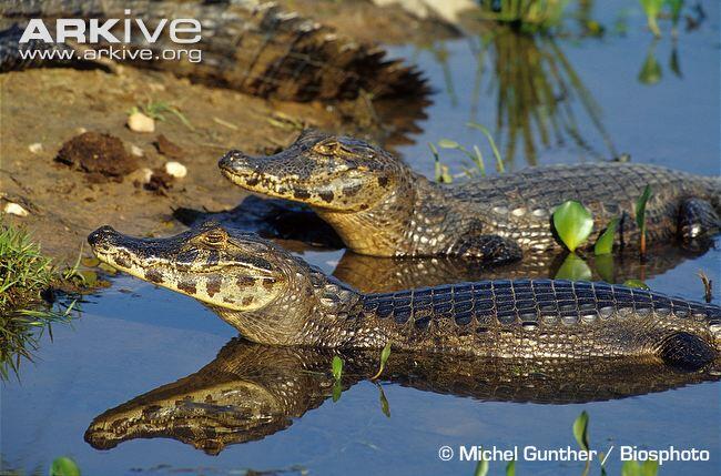 Perbedaan antara Buaya dan Alligator 