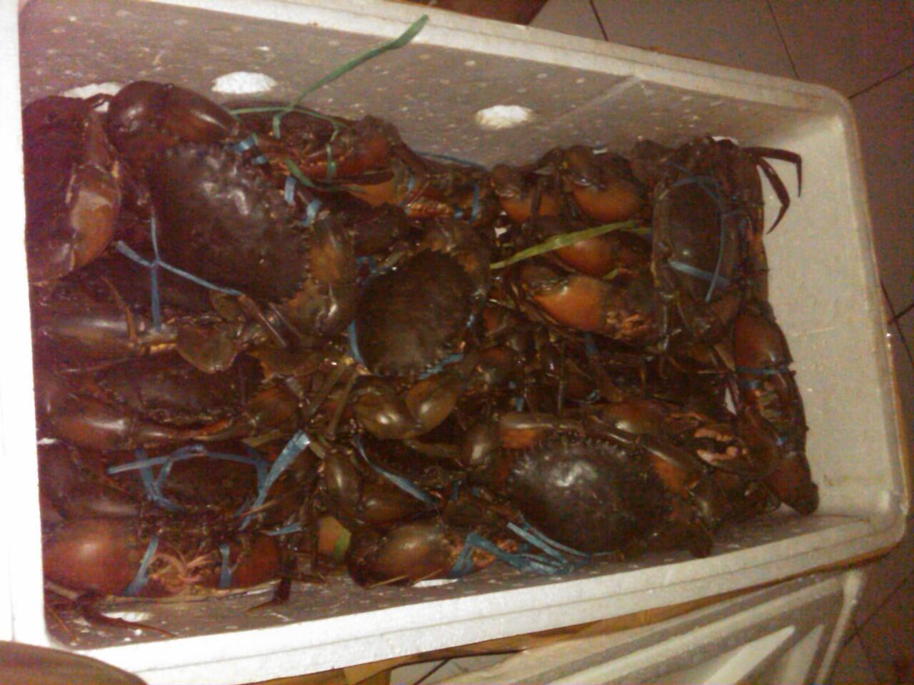 Jual Kepiting Hitam Papua Hidup (bisa partai besar)