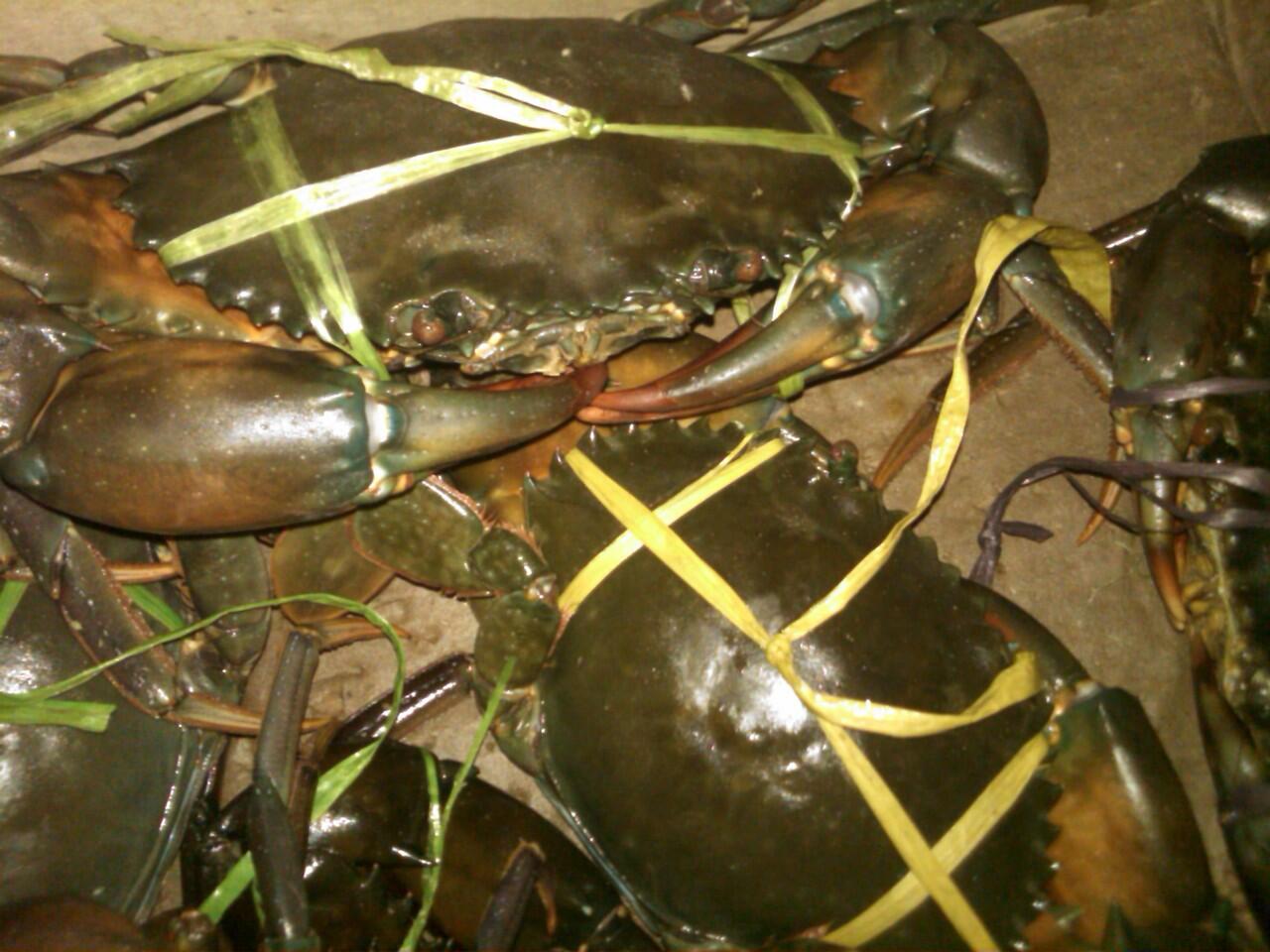 Jual Kepiting Hitam Papua Hidup (bisa partai besar)