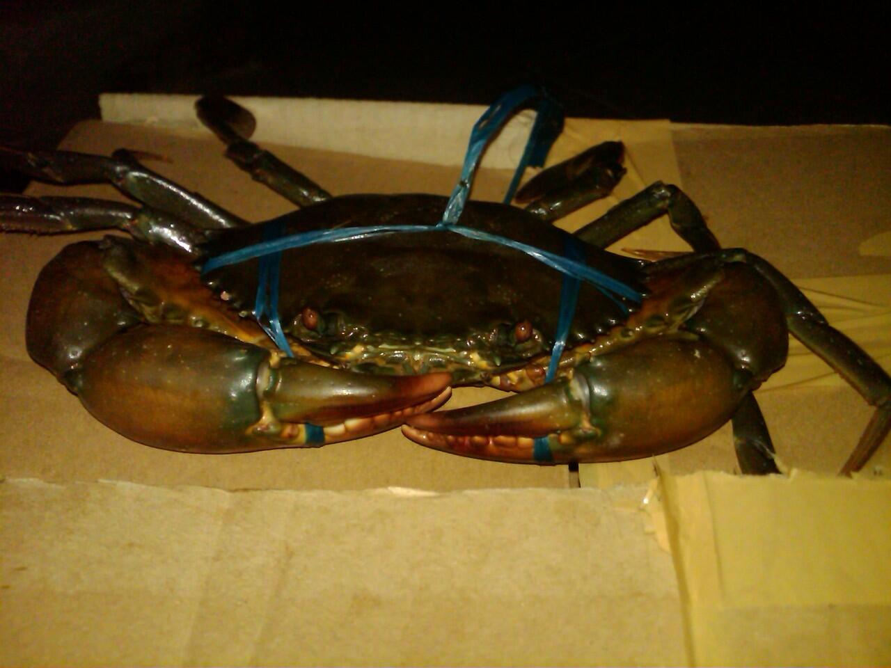 Jual Kepiting Hitam Papua Hidup (bisa partai besar)