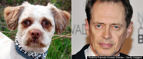 Muka anjing satu ini mirip aktor Steve Buscemi