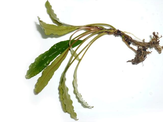 aquatic plant