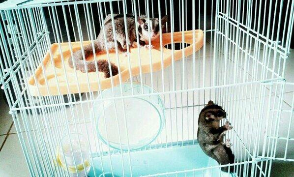 DIJUAL SUGAR GLIDER !! FAST RESPON !